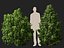 HighPoly LowPoly - Juniperus communis - Common Juniper