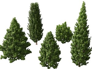 HighPoly LowPoly - Juniperus communis - Common Juniper 3D model