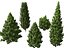 HighPoly LowPoly - Juniperus communis - Common Juniper