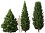 HighPoly LowPoly - Juniperus communis - Common Juniper