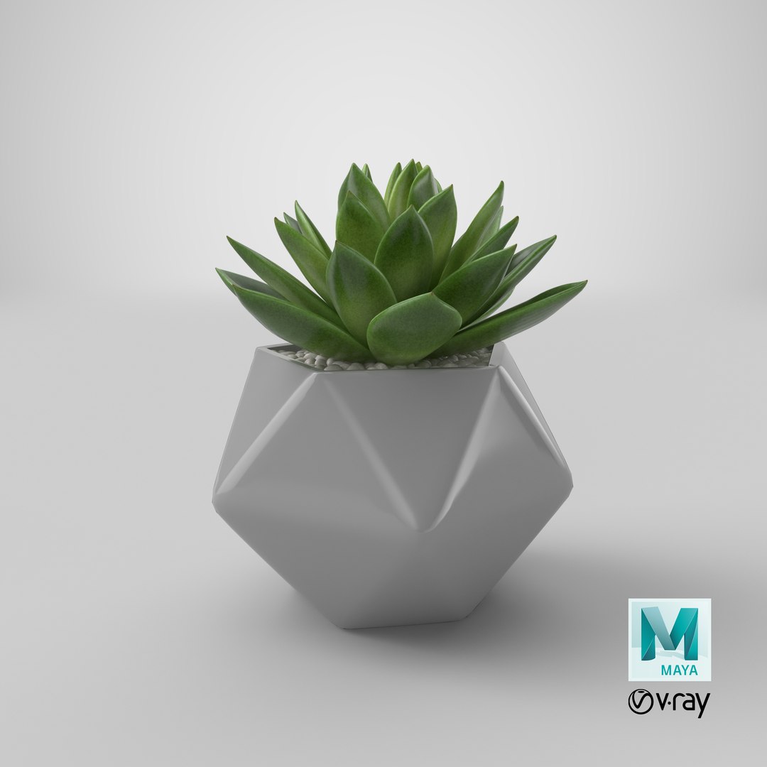 succulent echeveria agavoides model https://p.turbosquid.com/ts-thumb/dY/GC06KC/2i/stemcell_maya_vray_render/png/1650960539/1920x1080/fit_q87/52d50ceac9df0c7f0a198655ac432bb6c0a5257e/stemcell_maya_vray_render.jpg