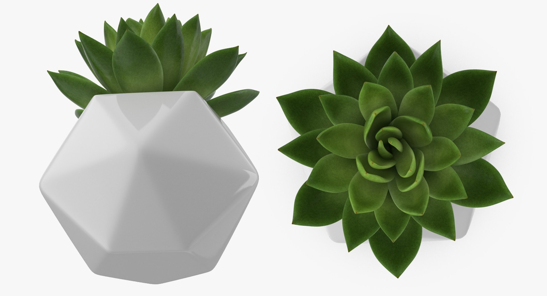 succulent echeveria agavoides model https://p.turbosquid.com/ts-thumb/dY/GC06KC/JpvLvgXE/succulentecheveriaagavoides3dsmodel004/jpg/1514211319/1920x1080/fit_q87/7d8352fb326d4a2a6109dc8ee299d164c87ebb98/succulentecheveriaagavoides3dsmodel004.jpg