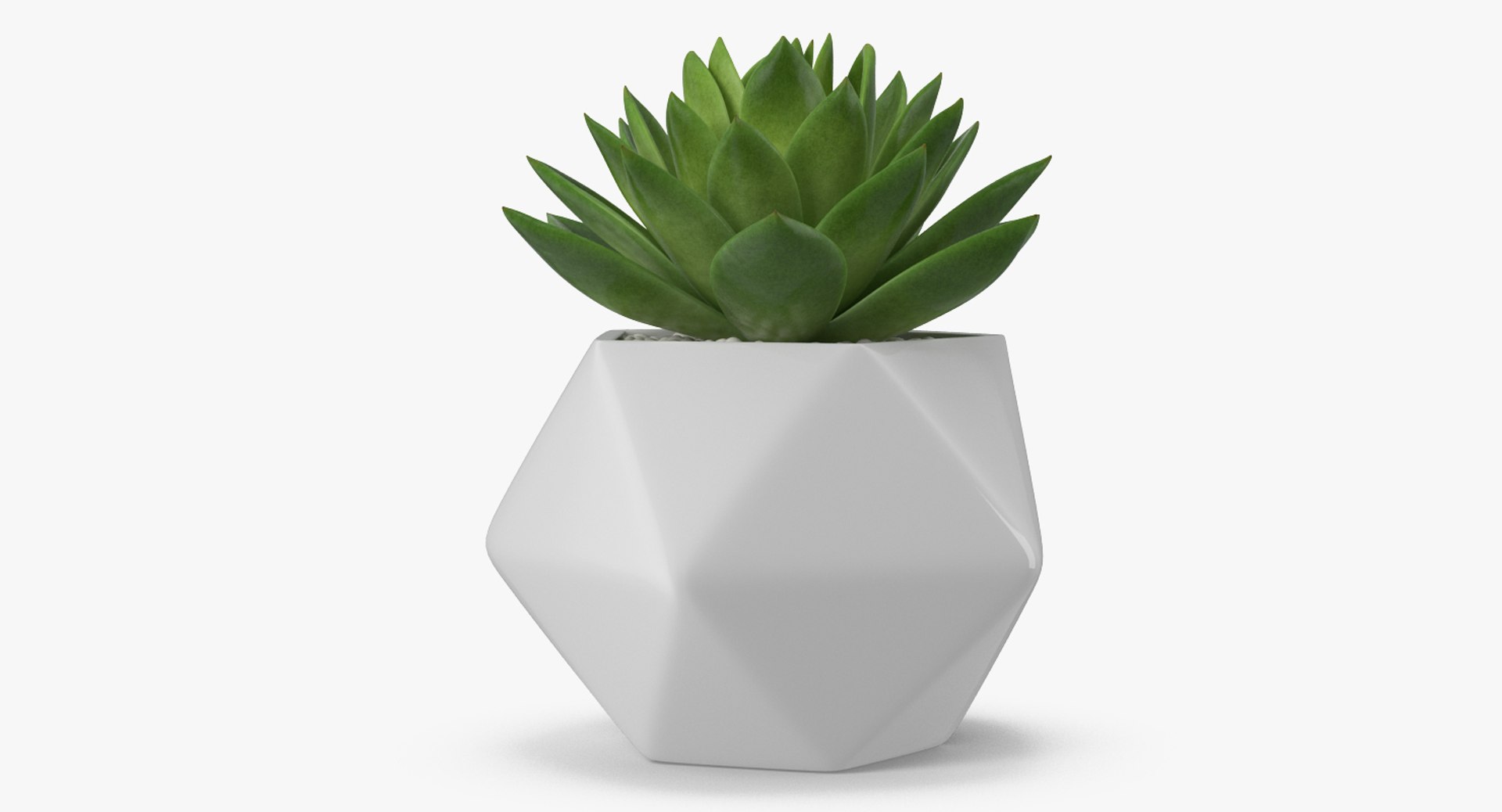 succulent echeveria agavoides model https://p.turbosquid.com/ts-thumb/dY/GC06KC/KnEA8hOh/succulentecheveriaagavoides3dsmodel003/jpg/1514211317/1920x1080/fit_q87/a9434427f4ebe18348b7bcc4f0ee3ea3d2a36dab/succulentecheveriaagavoides3dsmodel003.jpg