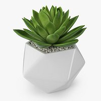 Succulent Echeveria Agavoides