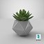 Succulente Echeveria Agavoides