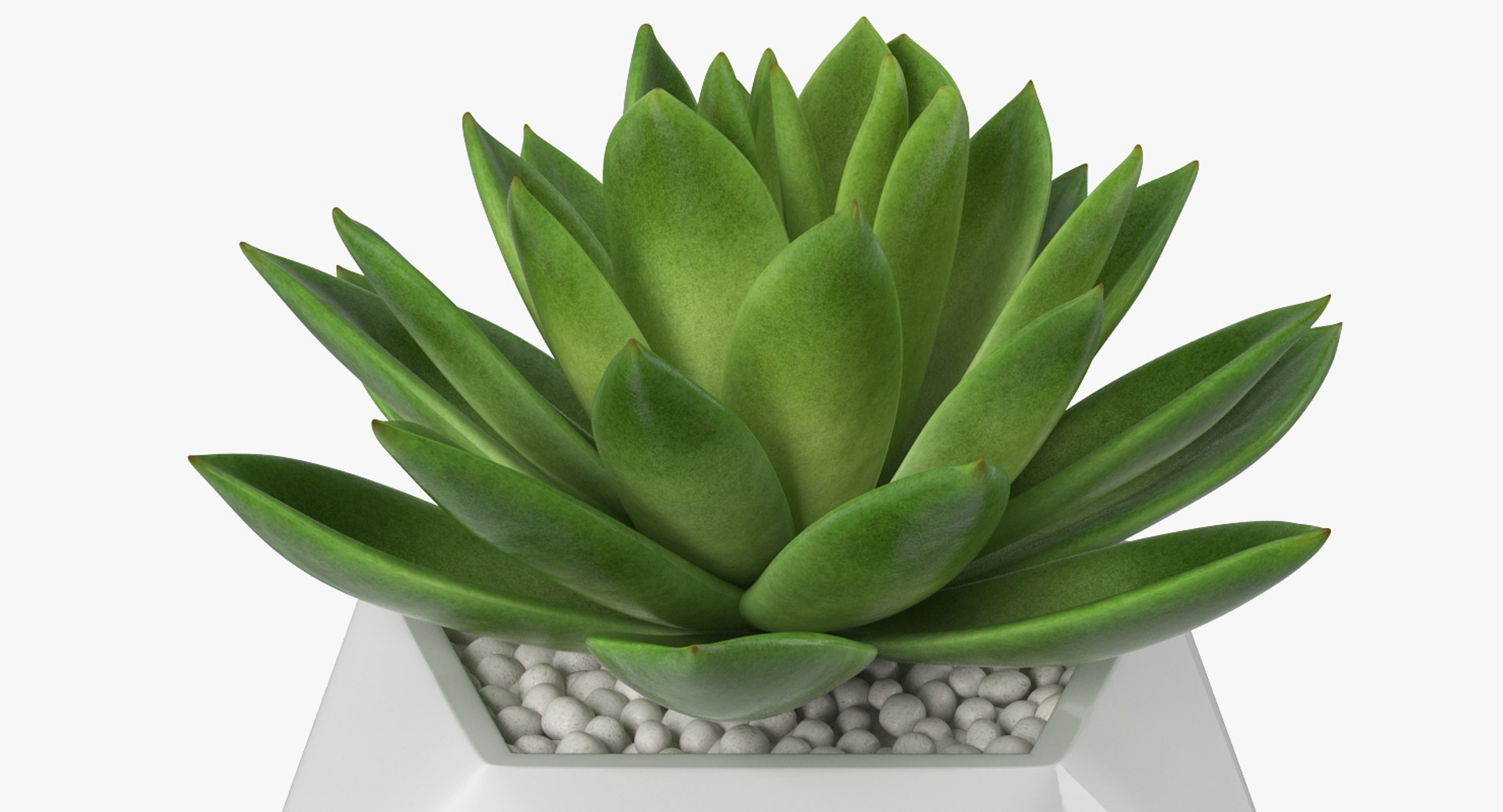 succulent echeveria agavoides model https://p.turbosquid.com/ts-thumb/dY/GC06KC/c86rBPUa/succulentecheveriaagavoides3dsmodel005/jpg/1514211322/1920x1080/fit_q87/51974286482cff0dfab85c0e4eaab614f1839296/succulentecheveriaagavoides3dsmodel005.jpg