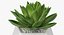 Succulente Echeveria Agavoides