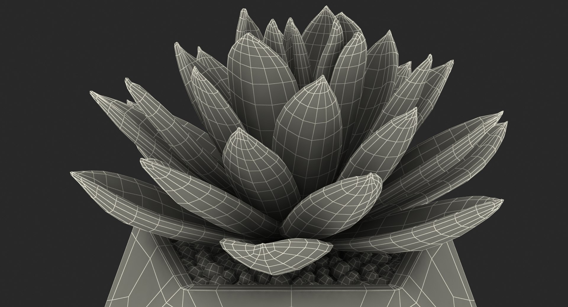 succulent echeveria agavoides model https://p.turbosquid.com/ts-thumb/dY/GC06KC/eHzN9iTM/succulentecheveriaagavoides3dsmodel014/jpg/1514211353/1920x1080/fit_q87/c286171d86635150af7de1071edaef777aba12cb/succulentecheveriaagavoides3dsmodel014.jpg