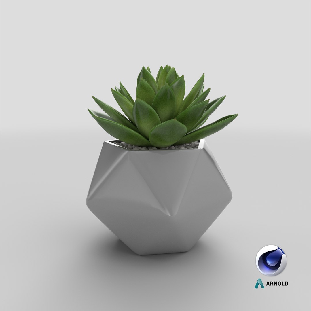 succulent echeveria agavoides model https://p.turbosquid.com/ts-thumb/dY/GC06KC/eS/stemcell_cinema_4d_arnold_render/png/1650960524/1920x1080/fit_q87/809d5b96ad27dcf71eb41d53fd00cdee5c3ca888/stemcell_cinema_4d_arnold_render.jpg