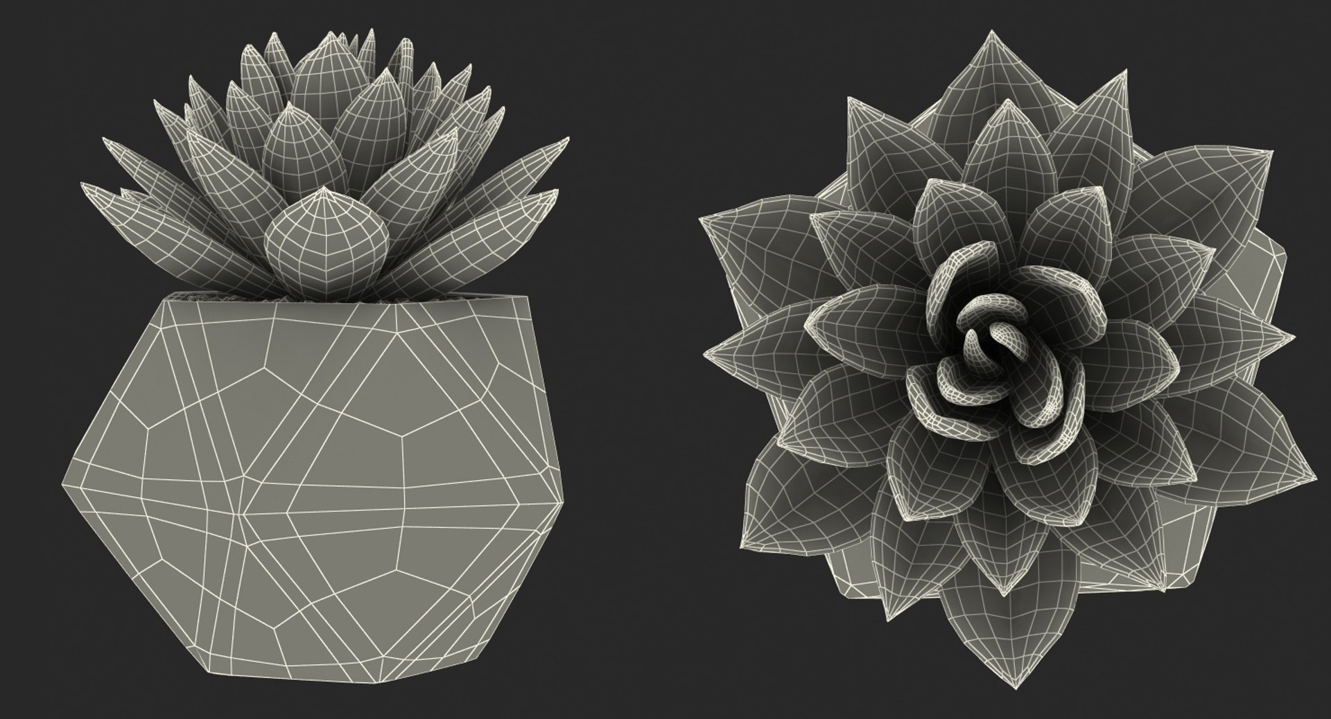 succulent echeveria agavoides model https://p.turbosquid.com/ts-thumb/dY/GC06KC/kgMeyOAH/succulentecheveriaagavoides3dsmodel013/jpg/1514211350/1920x1080/fit_q87/358bc95ac7dd1ea78ffb23a1100e8a595984e264/succulentecheveriaagavoides3dsmodel013.jpg