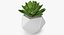 Succulente Echeveria Agavoides
