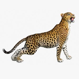 Leopard Rigged for Cinema 4D