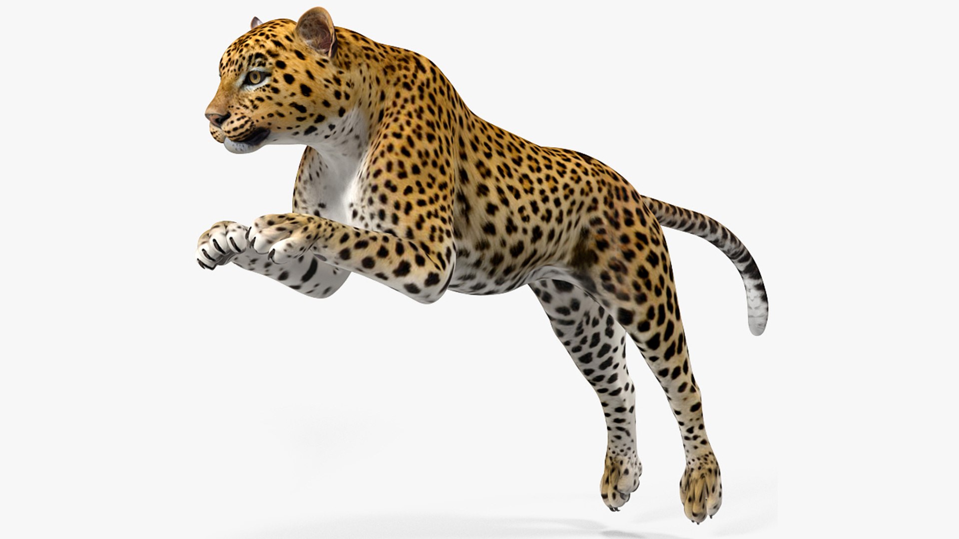 Leopard Rigged for Cinema 4D 3D model preview