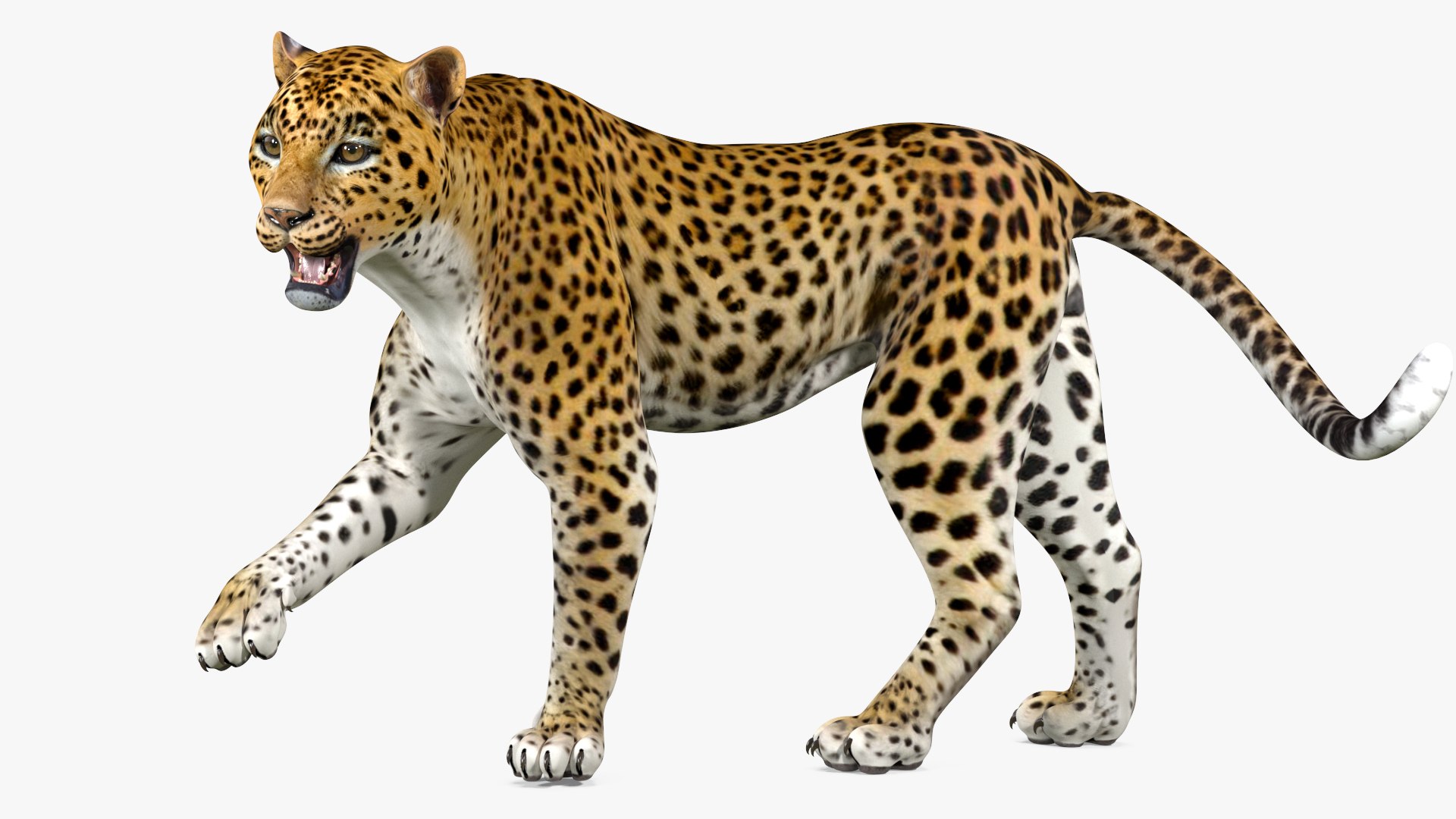 Leopard Rigged For Cinema 4D 3D Model - TurboSquid 2426506