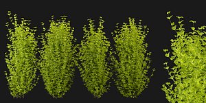 3D Collection plant vol 369 - blender model
