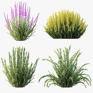 AV 6 different spring bushes Calluna Vulgaris Helena Summer Broom Heather Garden Girls 3D model
