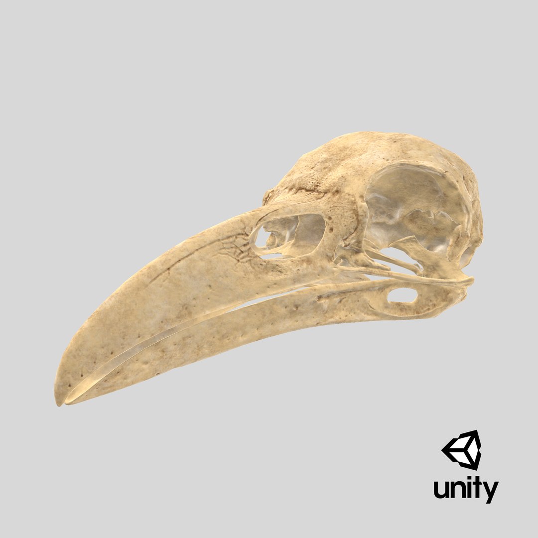 Crow Raven Skull Anatomy Model Aged 3D model https://p.turbosquid.com/ts-thumb/dY/TPLQxj/g4/stemcell_unity_render/png/1743800341/1920x1080/fit_q87/3802e3cf14f5b7aaf27c53e112d5671a3db3b460/stemcell_unity_render.jpg