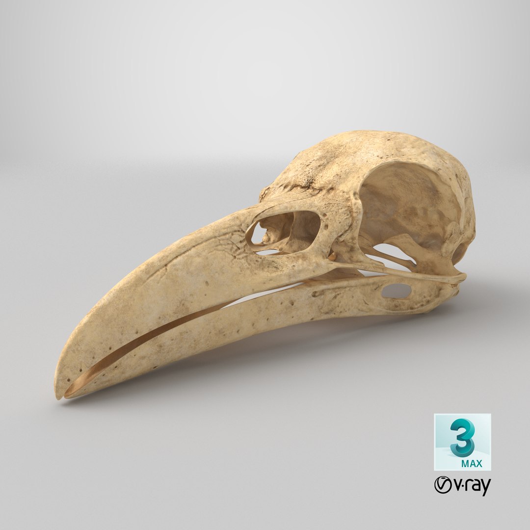 Crow Raven Skull Anatomy Model Aged 3D model https://p.turbosquid.com/ts-thumb/dY/TPLQxj/zu/stemcell_max_vray_render/png/1743800338/1920x1080/fit_q87/b36aede7eb12050a8ea660c34d6fb585bcd74531/stemcell_max_vray_render.jpg