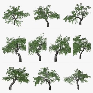 Cherry Tree Collection