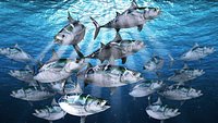 Bonito Fish