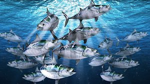 Bonito Fish