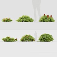 Banksia spinulosa - Hairpin Banksia 3D model