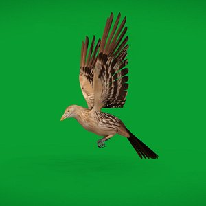 Guira Cuckoos Bird model