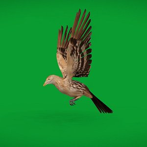 Guira Cuckoos Bird