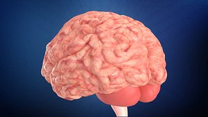 human brain 3D model