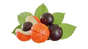 3D model fruit guarana