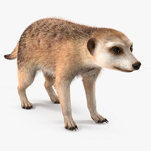 3D model Meerkat Rigged Fur