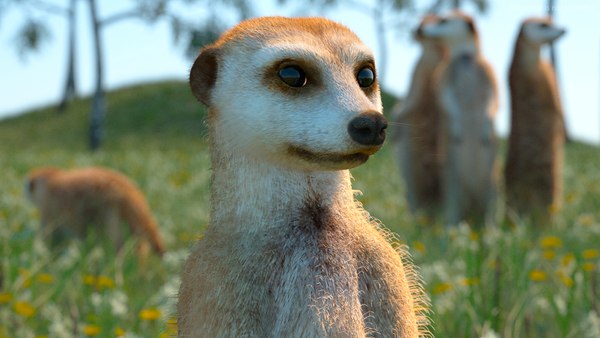 3D model Meerkat Rigged Fur - TurboSquid 1919097