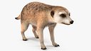 Meerkat Rigged Fur
