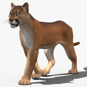 3d model cougar cartoon animation cat