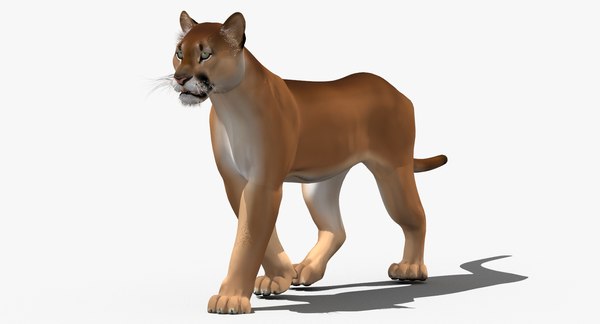 modelo 3d Puma (animación, dibujos animados) - TurboSquid 981724