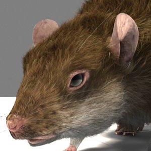 RatLWS
