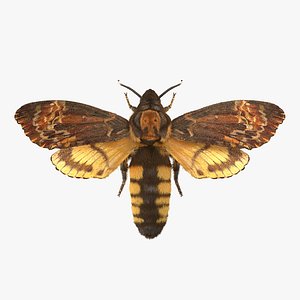 Deaths Head Hawkmoth with Fur Rigged
