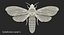 deaths head hawkmoth fur 3d max