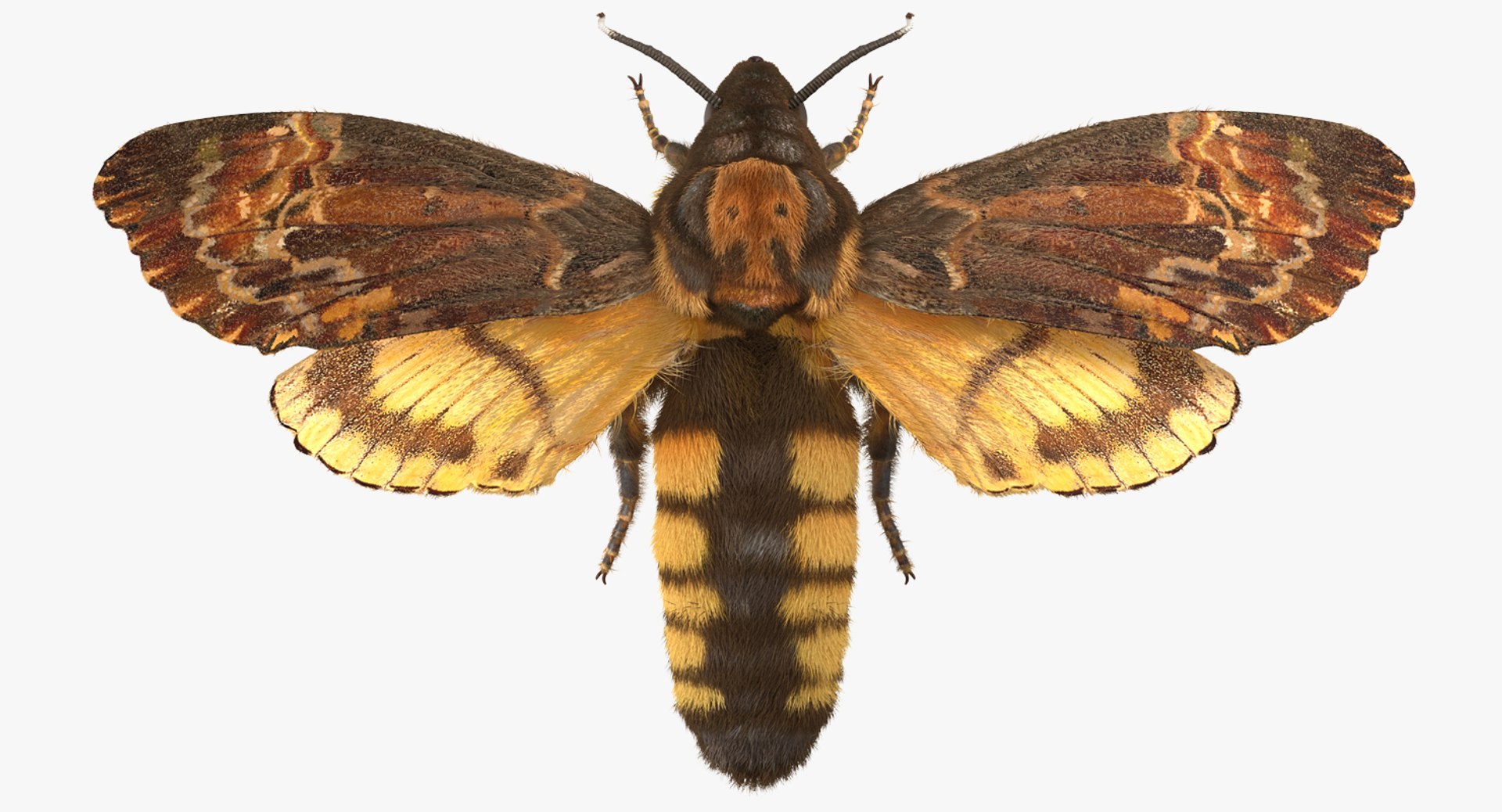 deaths head hawkmoth fur 3d max https://p.turbosquid.com/ts-thumb/dZ/RnpQ4M/AZAw39jT/deathsheadhawkmothwithfurriggedc4dmodel001/jpg/1488869812/1920x1080/fit_q87/562329491233cb9694afb7eef597a9bcb365577e/deathsheadhawkmothwithfurriggedc4dmodel001.jpg