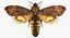 deaths head hawkmoth fur 3d max