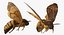 deaths head hawkmoth fur 3d max