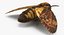 deaths head hawkmoth fur 3d max