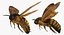deaths head hawkmoth fur 3d max