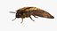 deaths head hawkmoth fur 3d max