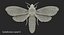 deaths head hawkmoth fur 3d max
