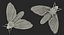 deaths head hawkmoth fur 3d max