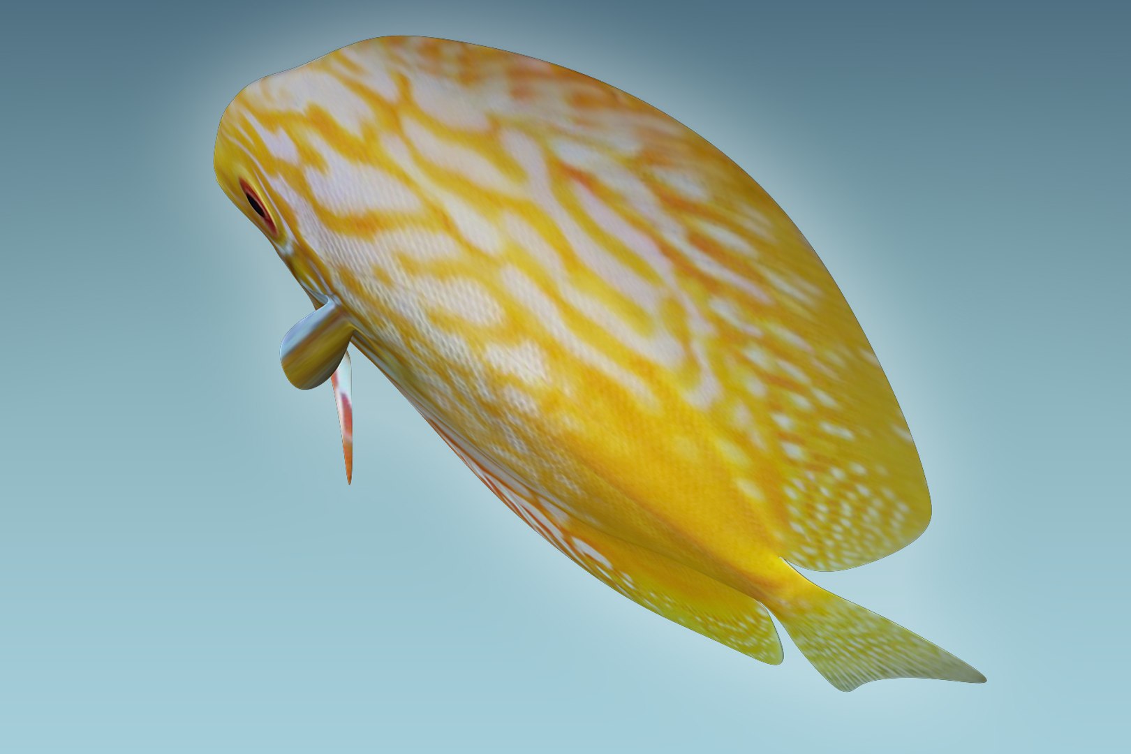 Discus fish 8 3D - TurboSquid 1208919