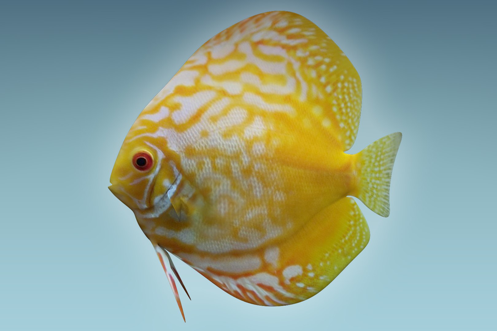 Discus fish 8 3D - TurboSquid 1208919