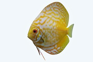 Discus Fish 8
