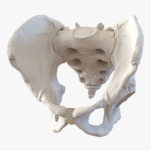 3d model of male pelvis skeleton